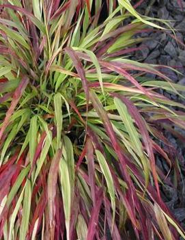 Hakonechloa macra 'Beni-kaze'