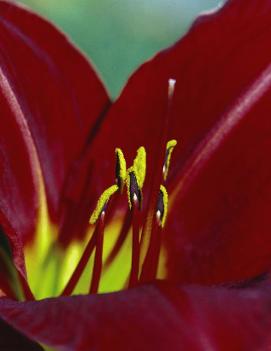 Hemerocallis 'Baja'