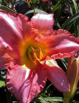 Hemerocallis 'Aloha Kiss'