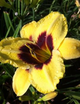 Hemerocallis 'Don Stevens'