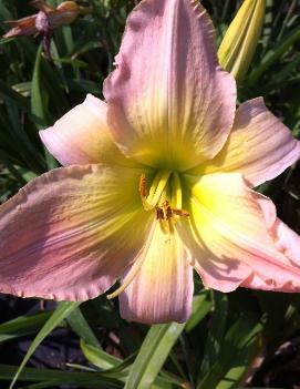 Hemerocallis 'Elbert Nelson King'