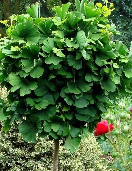 Ginkgo biloba 'Globosa'