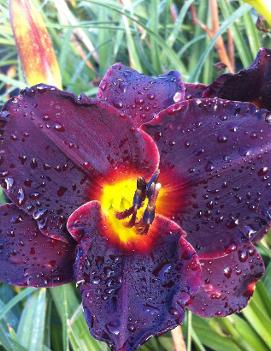 Hemerocallis 'Salieri'