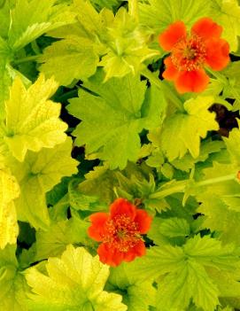 Geum coccineum 'Eos'