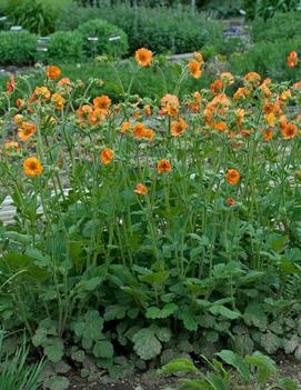 Geum x Totally Tangerine ('Tim's Tangerine') (PP22041)