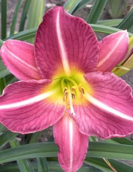 Hemerocallis 'Indigo Moon'