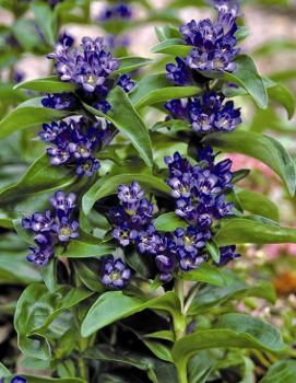 Gentiana cruciata 'Blue Cross'