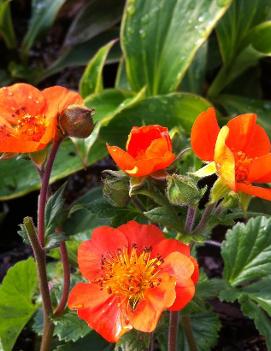 Geum coccineum 'Cooky'