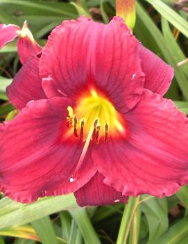 Hemerocallis 'All American Heart'