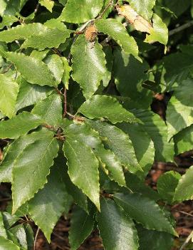 Fagus grandifolia