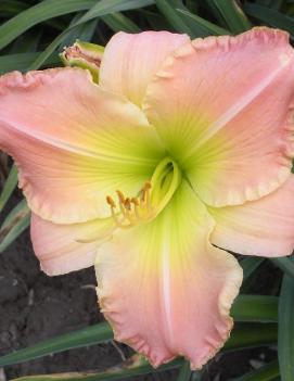 Hemerocallis 'Pink Fanfare'