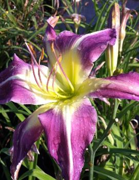 Hemerocallis 'True to Whim'