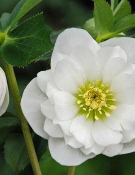 Helleborus x 'Wedding Ruffles'