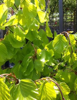 Fagus sylvatica 'Zlatia'