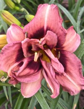 Hemerocallis 'Mini Might'