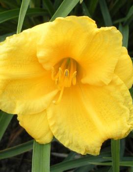 Hemerocallis 'Stella D'Oro'