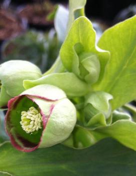 Helleborus foetidus