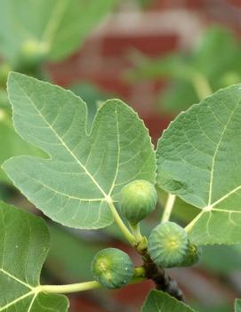 Ficus carica