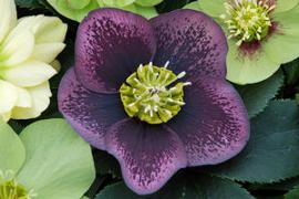 Helleborus x 'Grape Galaxy'