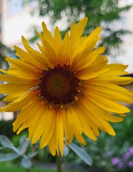 Gaillardia aristata