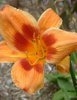 Hemerocallis 'Bandit Man'