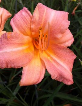 Hemerocallis 'Children's Festival'