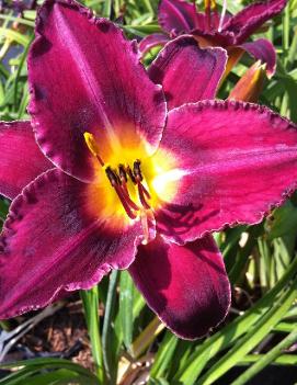 Hemerocallis 'Georgette Belden'