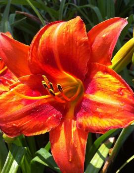 Hemerocallis 'Mended Heart'