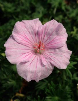 Geranium sanguineum 'Striatum'