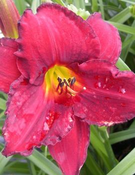 Hemerocallis 'Crimson Shadow'