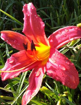 Hemerocallis 'Hall's Pink'