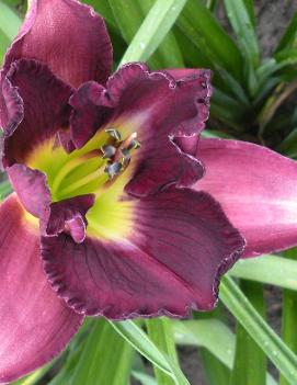 Hemerocallis 'Mountain Majesty'