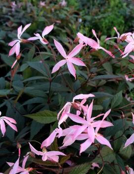 Gillenia trifoliata 'Pink Profusion' (COPF)