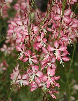 Gaura lindheimeri Rosy Jane ('Harrosy') (PP22290)