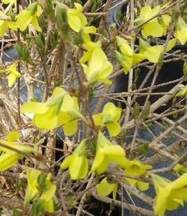 Forsythia suspensa