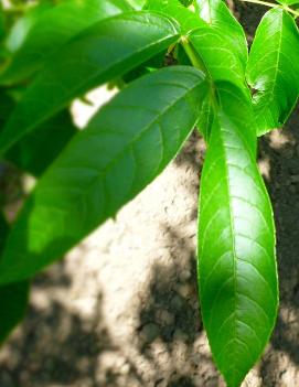 Fraxinus nigra