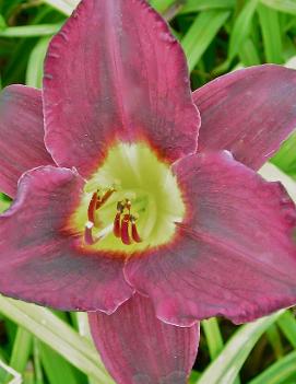 Hemerocallis 'Pygmy Plum'