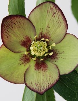 Helleborus x 'Green Gambler'