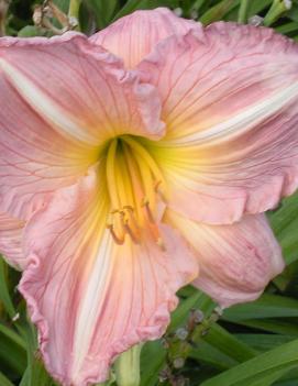 Hemerocallis 'Tani'