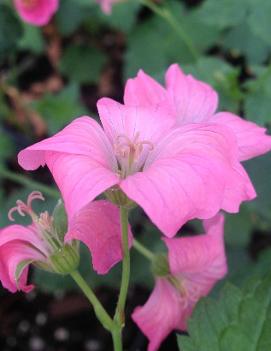 Geranium endressii 'Wargrave Pink'