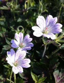 Geranium x oxonianum 'Katherine Adele'