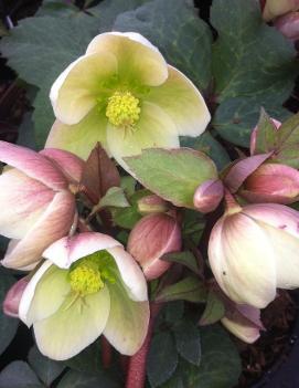 Helleborus x Ivory Prince ('Walhelivor') (PP16199, COPF)