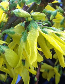 Forsythia x intermedia 'Lynwood Gold'