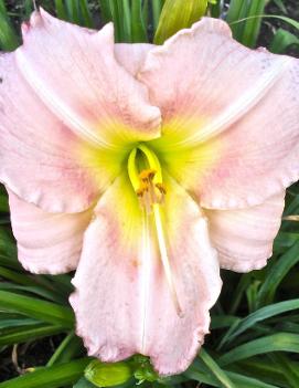 Hemerocallis 'Indy Bliss'