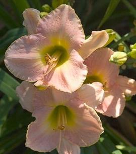 Hemerocallis 'Marchioness'