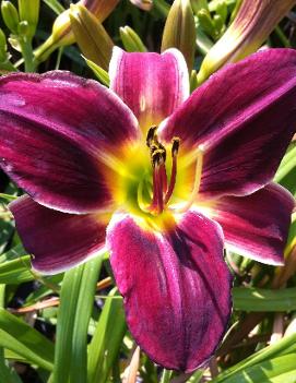 Hemerocallis 'Midsummer Nightingale'