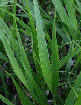 Hakonechloa macra