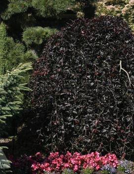 Fagus sylvatica 'Purpurea Pendula'