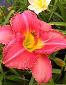 Hemerocallis 'Scottish Fantasy'