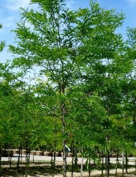 Gleditsia triacanthos var. inermis Imperial® ('Impcole') (PP1605)